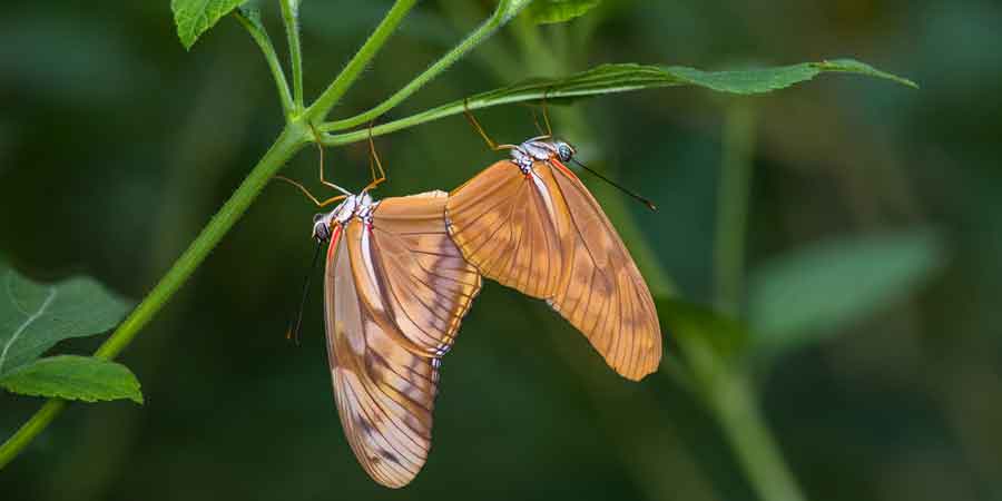 Le tropique du papillon