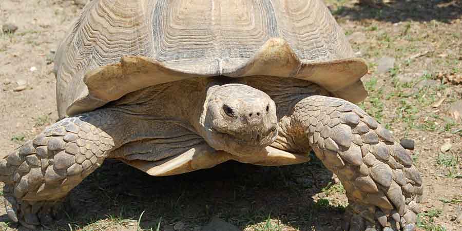 Auteur photo : Vallée des Tortues